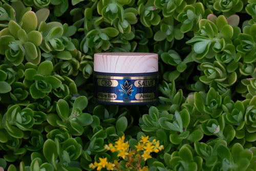 CBD Salve